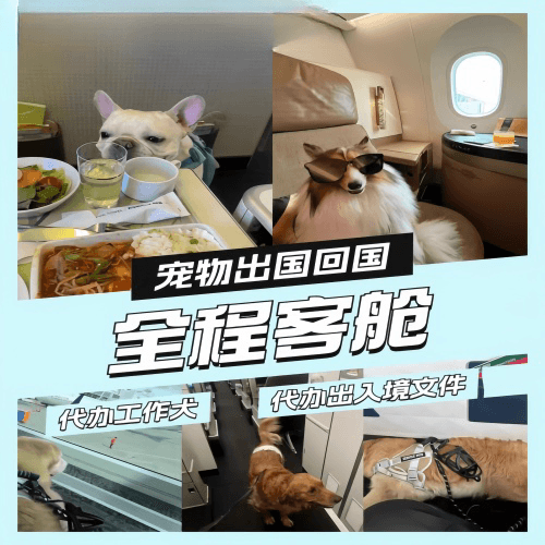 黔南州宠物托运到白俄罗斯宠物入境规定和要求